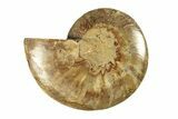 Cut & Polished Ammonite Fossil (Half) - Madagascar #267873-1